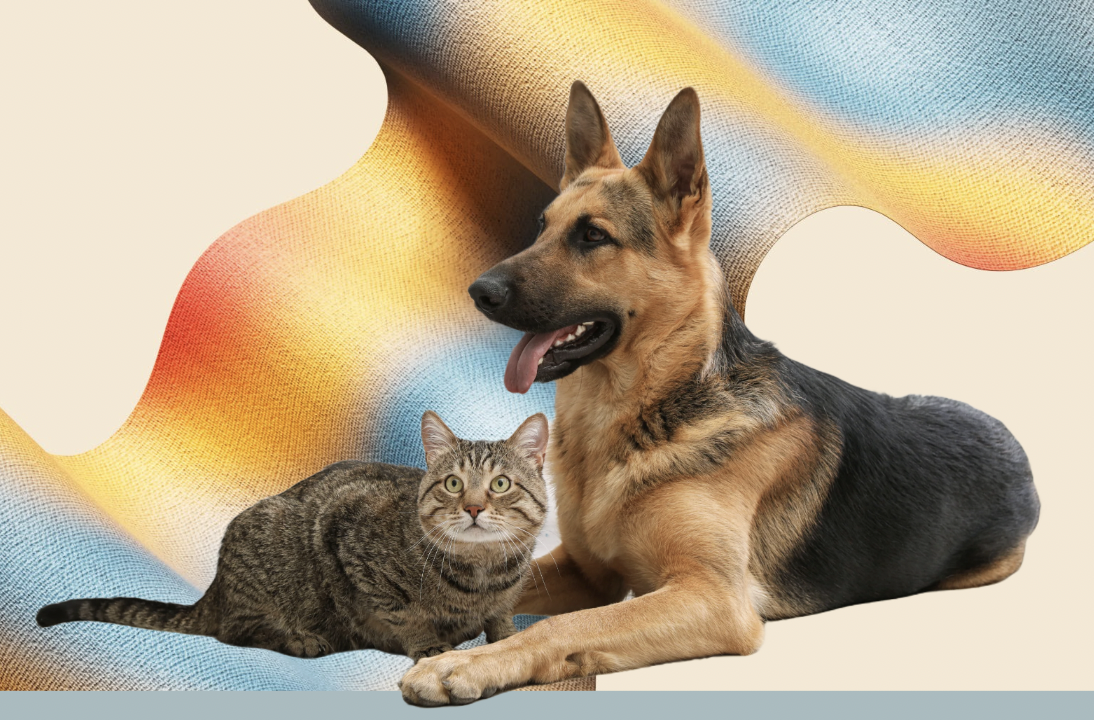 Pets Category Discovery